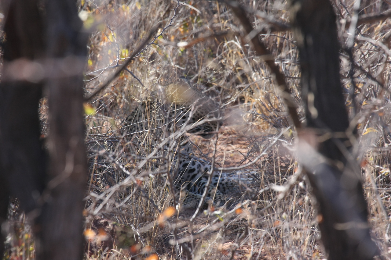 [2049] 2016_06_22_04_05_58_Africa_Canon_EOS_40D_IMG__00487.jpg