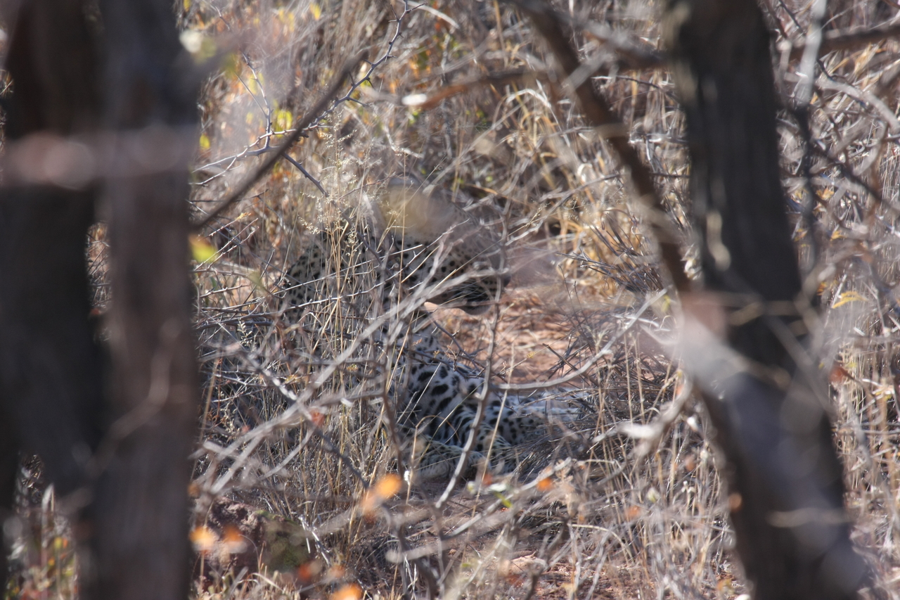 [2057] 2016_06_22_04_05_59_Africa_Canon_EOS_40D_IMG__07937.jpg