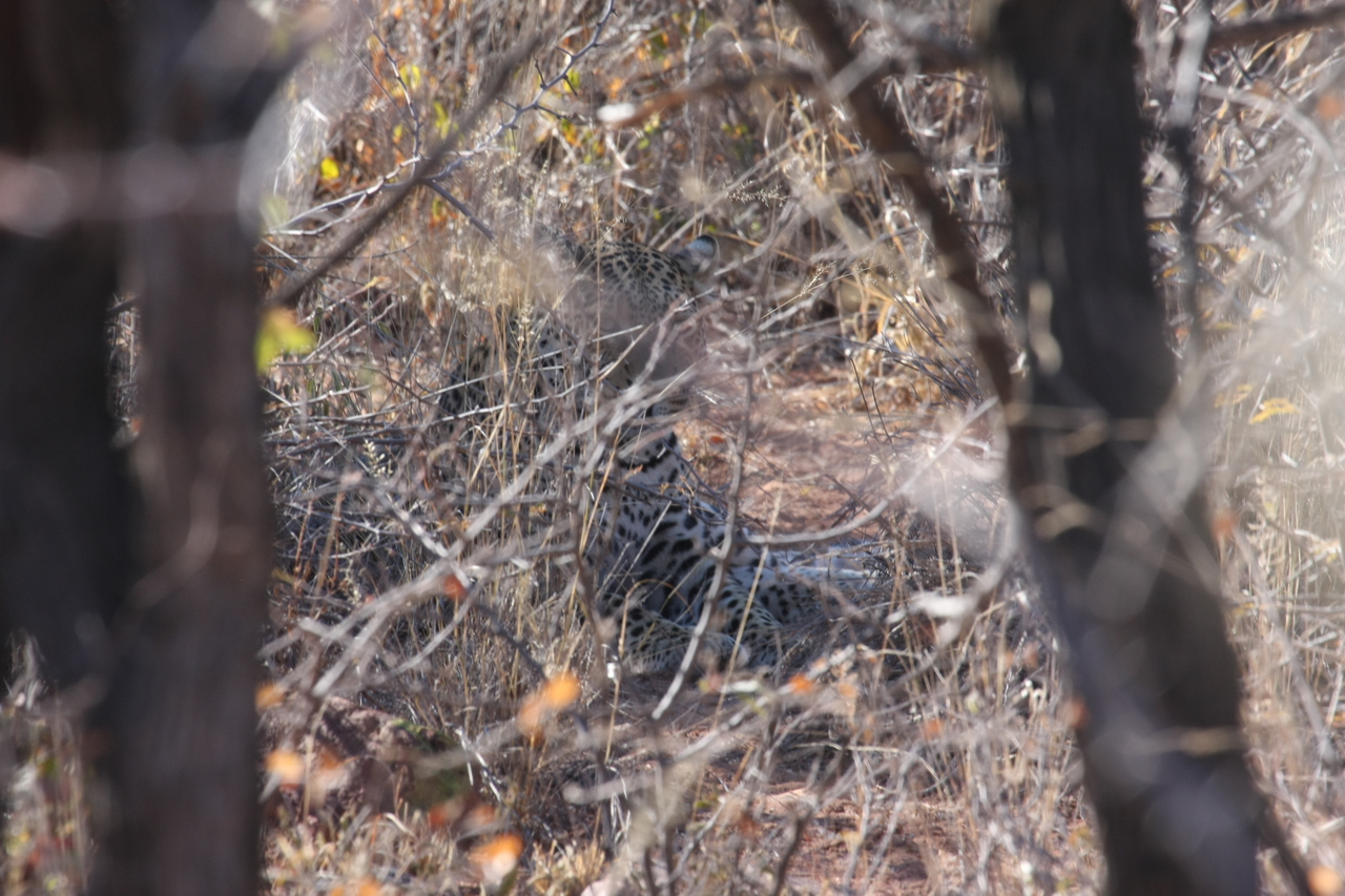 [2062] 2016_06_22_04_06_30_Africa_Canon_EOS_40D_IMG__07938.jpg