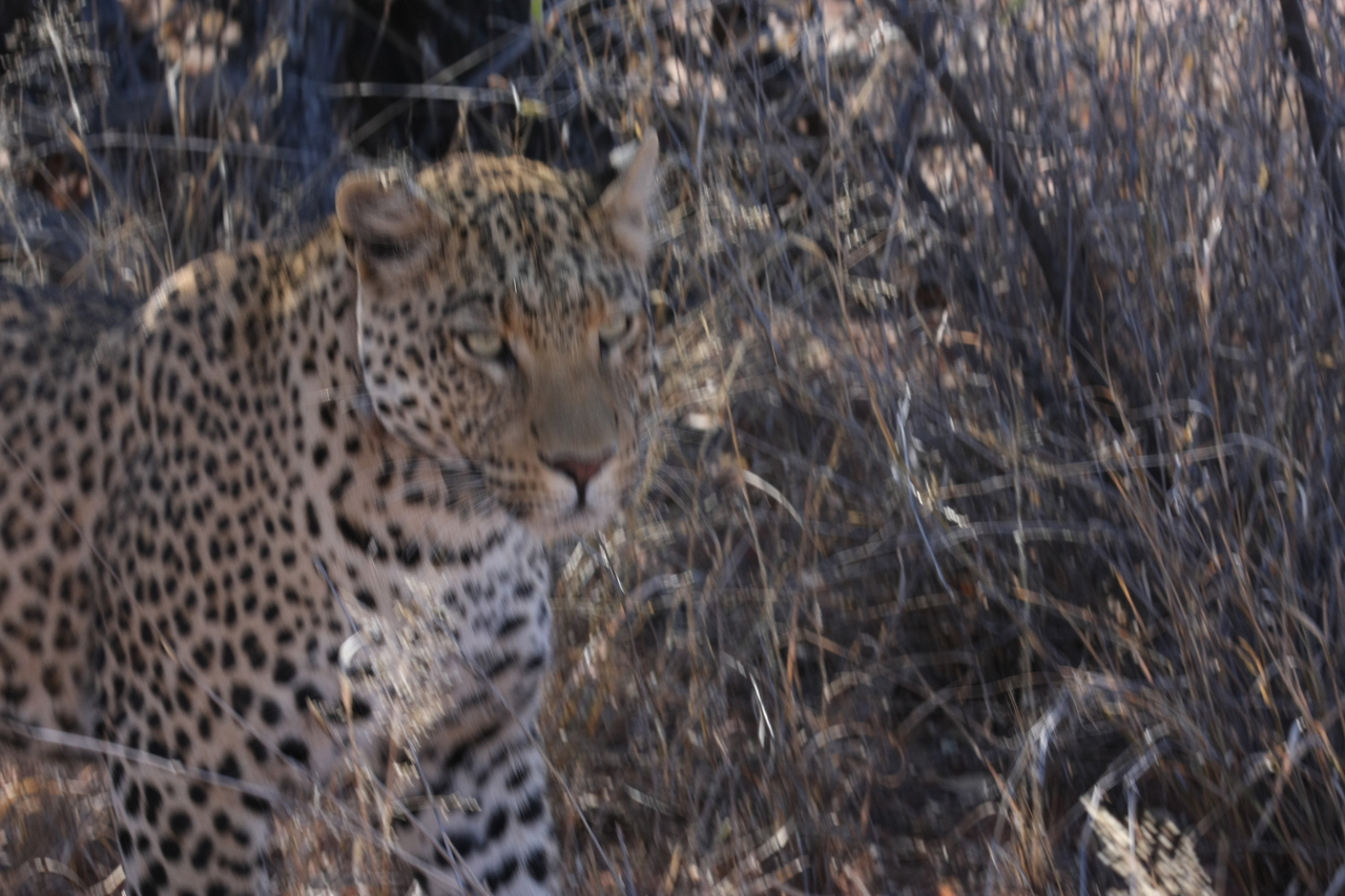 [2072] 2016_06_22_04_07_07_Africa_Canon_EOS_40D_IMG__07942.jpg