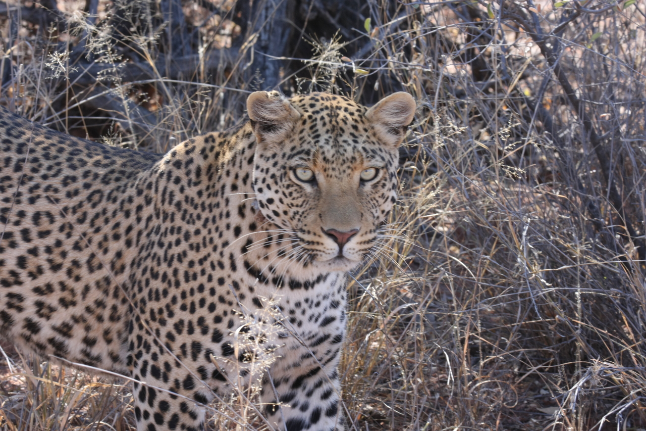 [2077] 2016_06_22_04_07_10_Africa_Canon_EOS_40D_IMG__07943.jpg