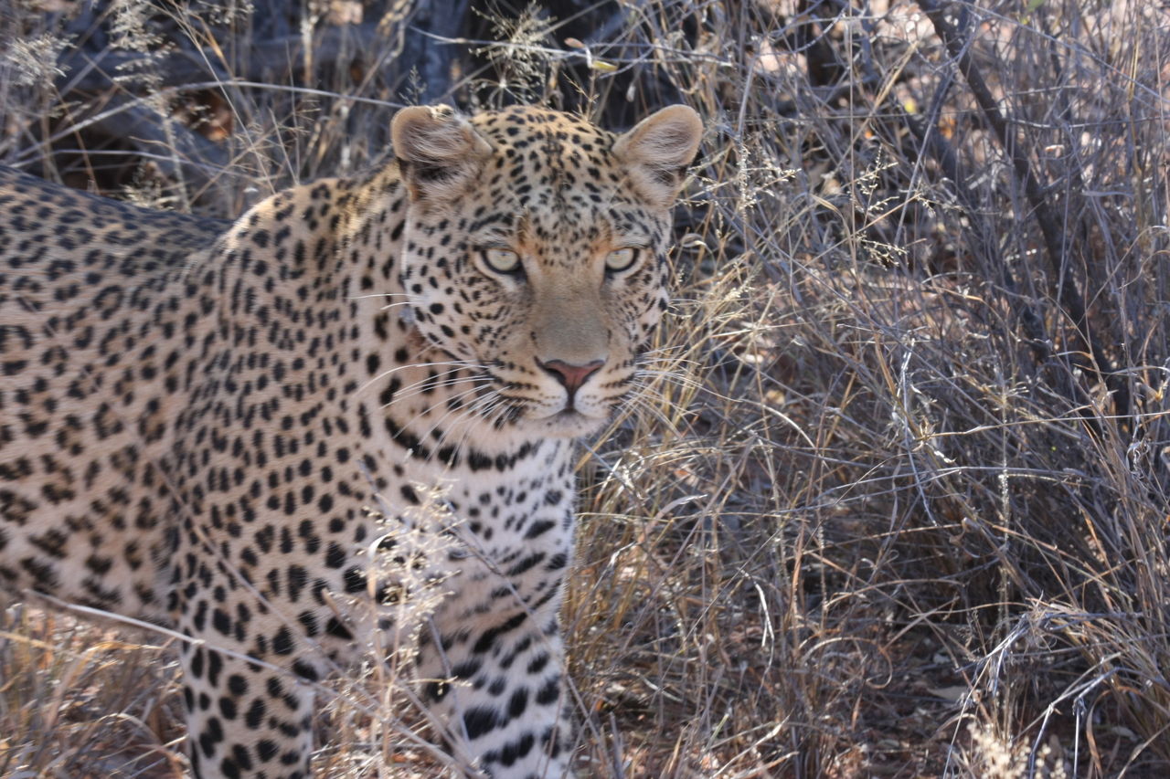 [2078] 2016_06_22_04_07_10_Africa_Canon_EOS_40D_IMG__07944.jpg