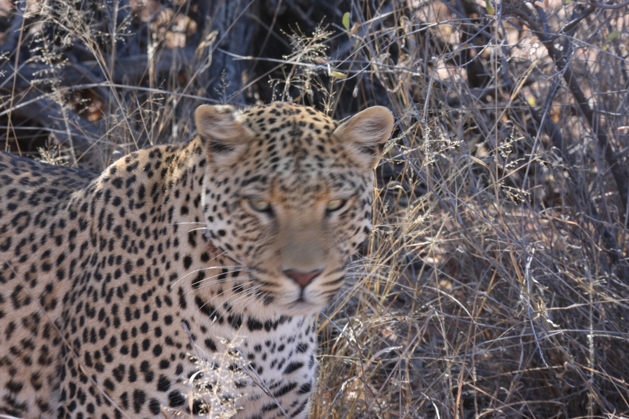 [2085] 2016_06_22_04_07_11_Africa_Canon_EOS_40D_IMG__07945.jpg