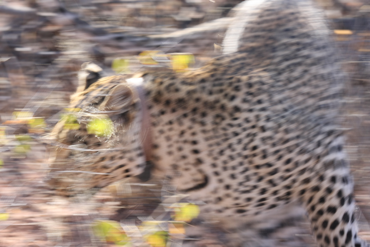 [2095] 2016_06_22_04_07_13_Africa_Canon_EOS_40D_IMG__00485.jpg