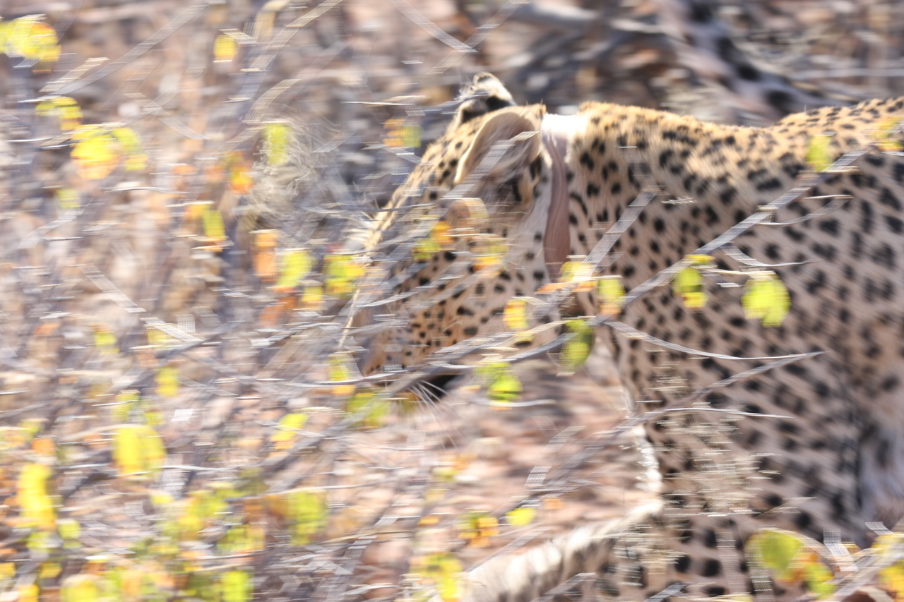 [2096] 2016_06_22_04_07_13_Africa_Canon_EOS_40D_IMG__00486.jpg