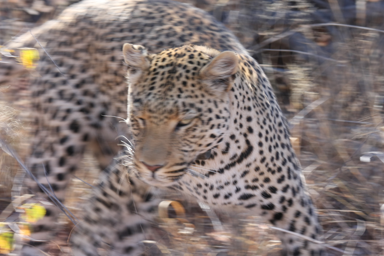 [2100] 2016_06_22_04_07_13_Africa_Canon_EOS_40D_IMG__07950.jpg