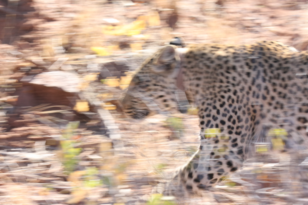 [2111] 2016_06_22_04_07_15_Africa_Canon_EOS_40D_IMG__00509.jpg