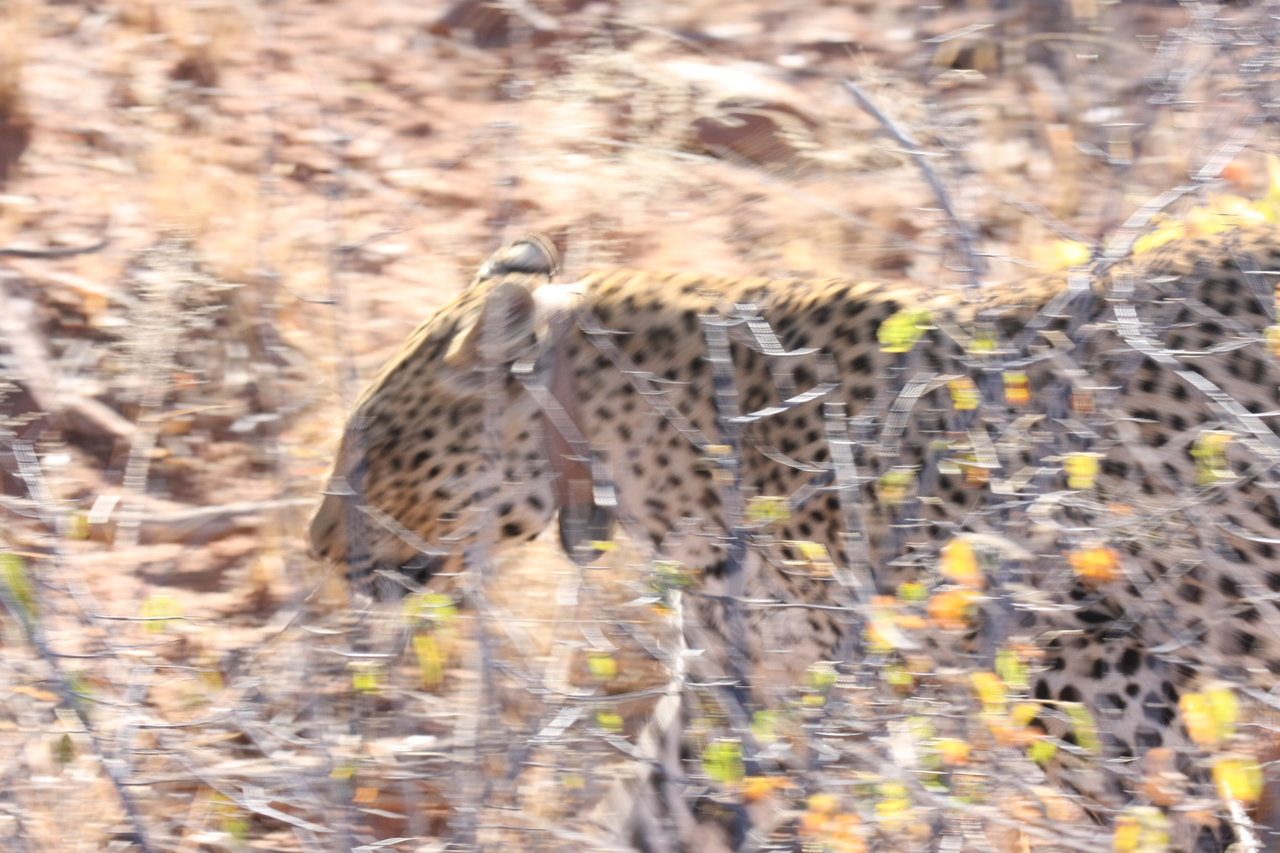 [2113] 2016_06_22_04_07_15_Africa_Canon_EOS_40D_IMG__07955.jpg