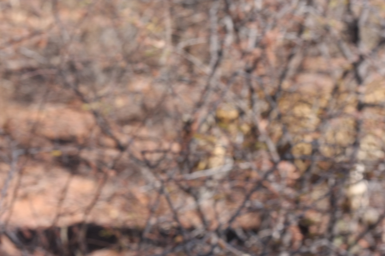 [2119] 2016_06_22_04_07_34_Africa_Canon_EOS_40D_IMG__00511.jpg