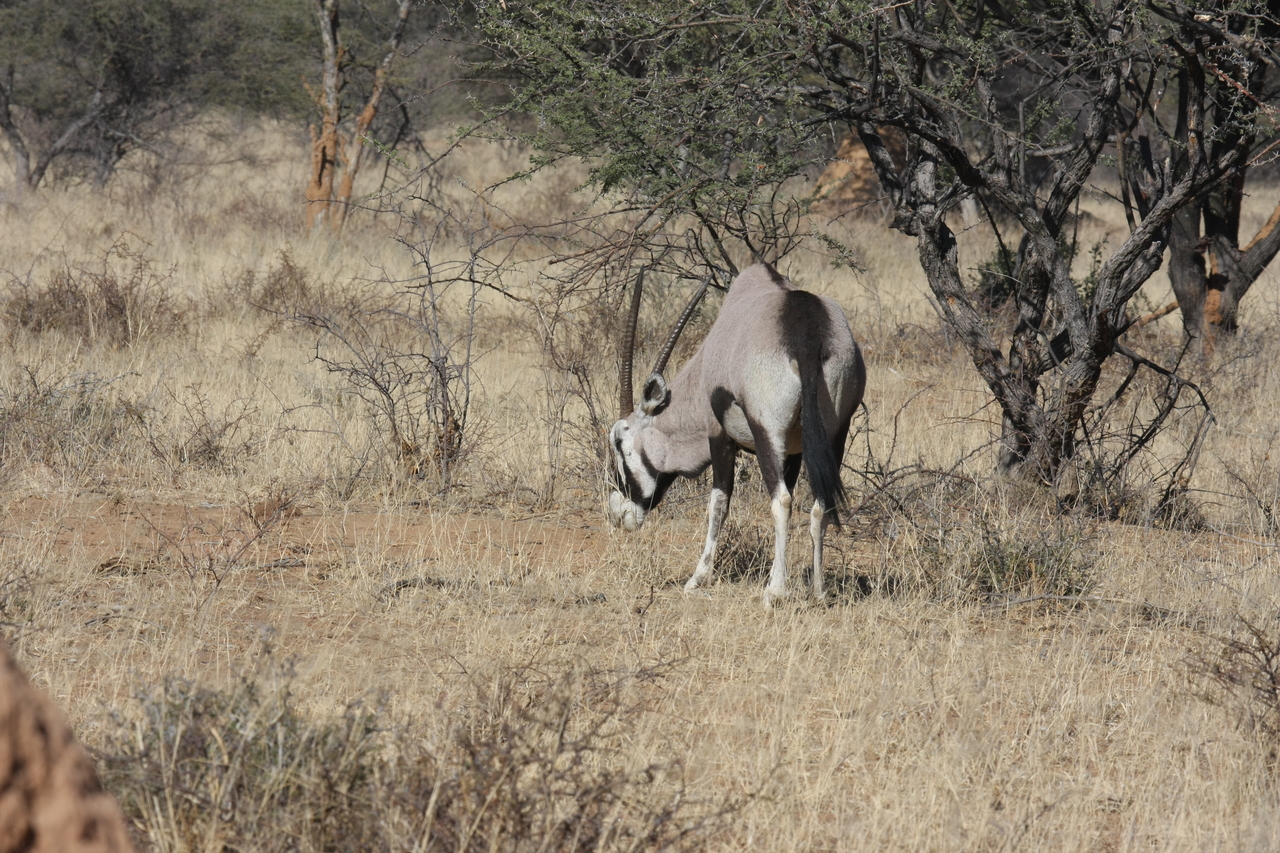 [2132] 2016_06_22_04_20_40_Africa_Canon_EOS_40D_IMG__00514.jpg