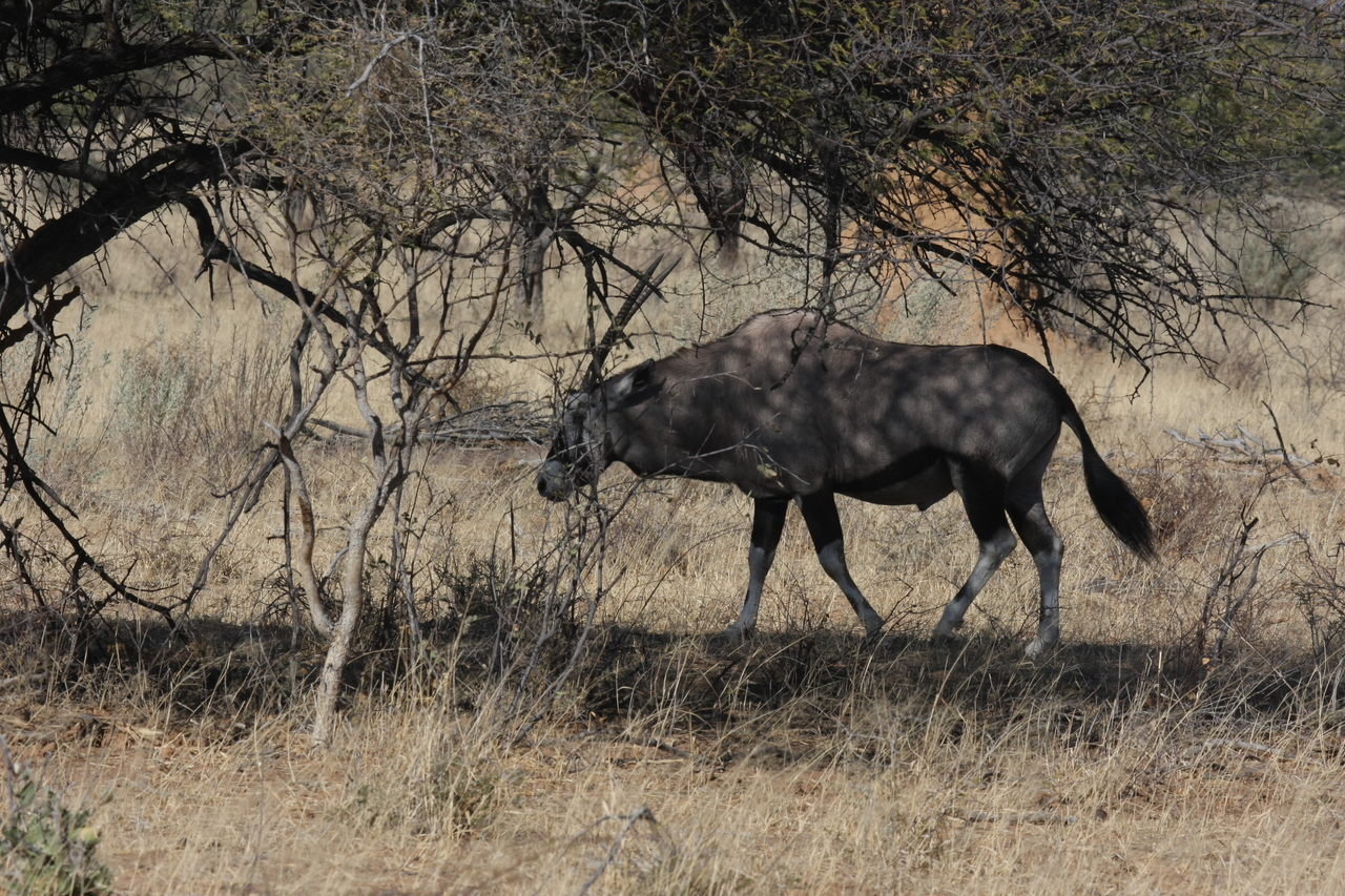 [2142] 2016_06_22_04_21_11_Africa_Canon_EOS_40D_IMG__07964.jpg