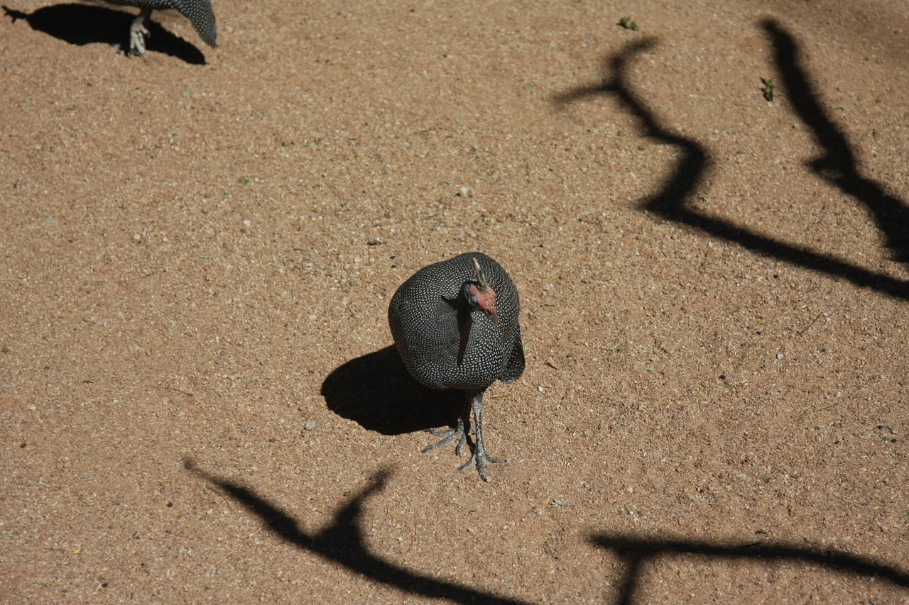 [2302] 2016_06_22_07_41_44_Africa_Canon_EOS_40D_IMG__00522.jpg