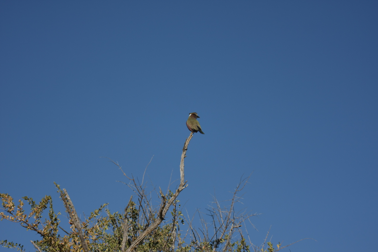 [2542] 2016_06_22_10_29_07_Africa_Canon_EOS_40D_IMG__00550.jpg