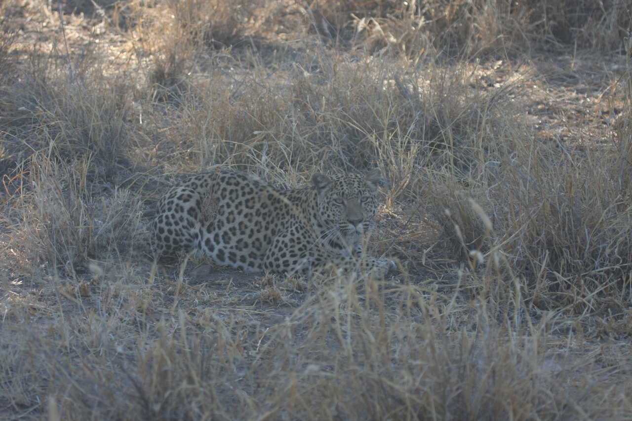 [2579] 2016_06_22_10_58_29_Africa_Canon_EOS_40D_IMG__07999.jpg