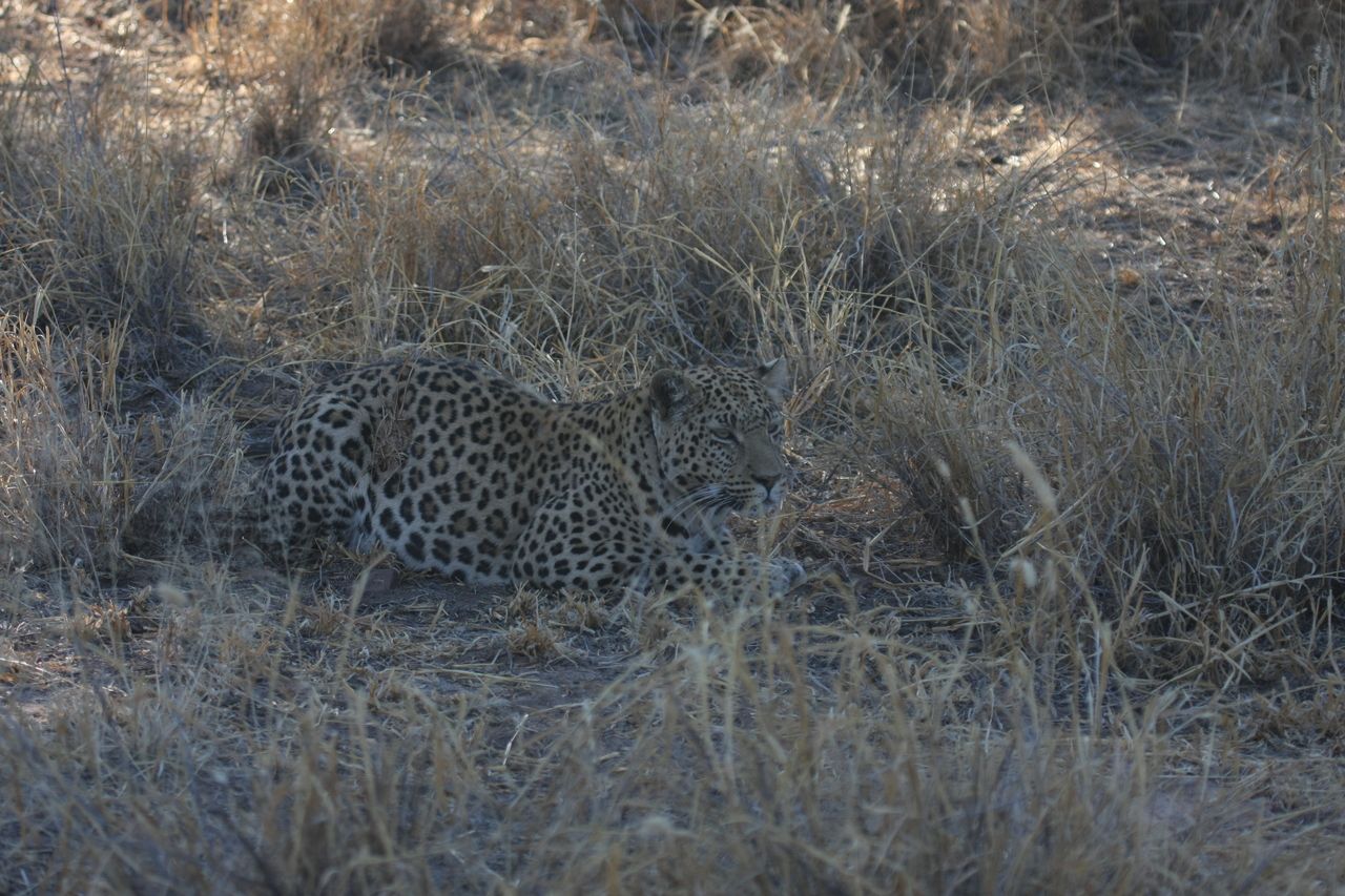 [2596] 2016_06_22_10_59_32_Africa_Canon_EOS_40D_IMG__00536.jpg