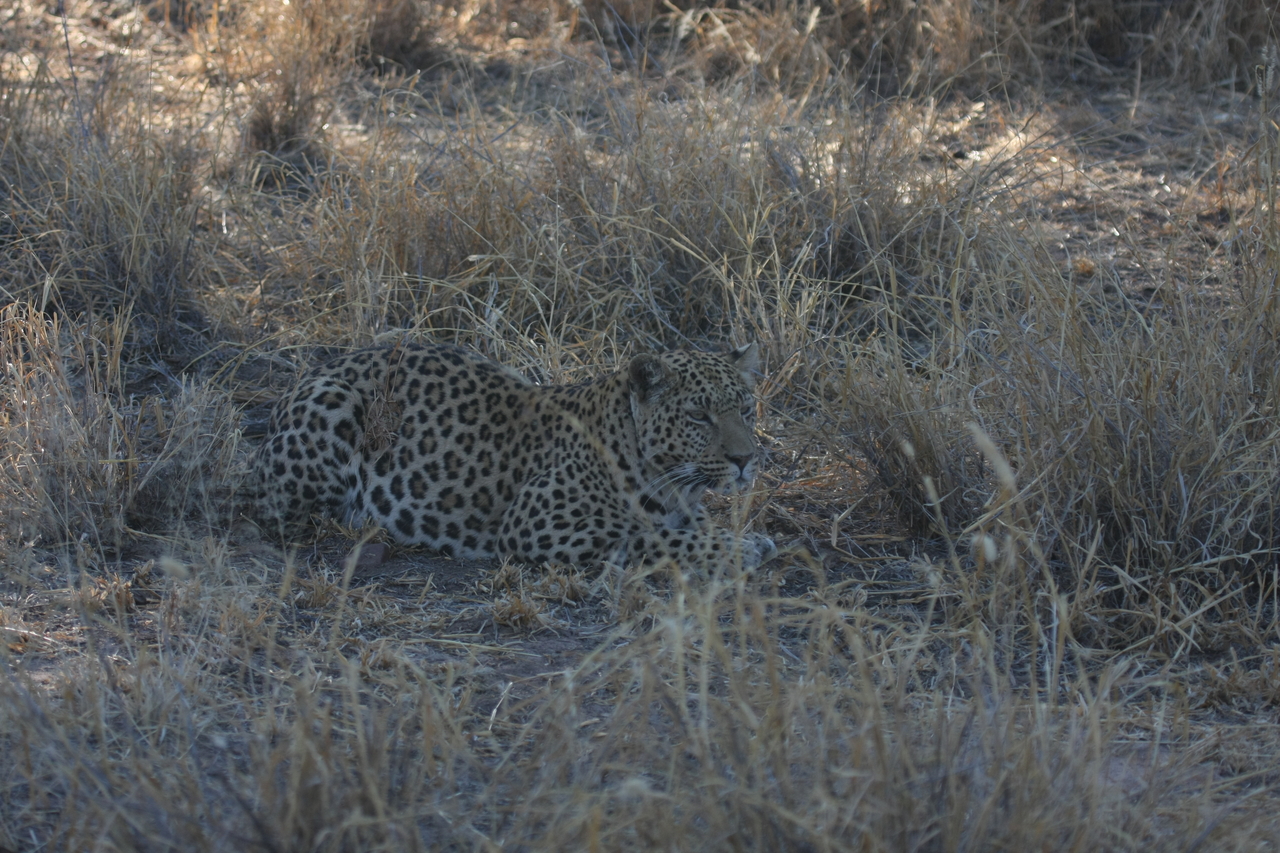 [2597] 2016_06_22_10_59_32_Africa_Canon_EOS_40D_IMG__00537.jpg