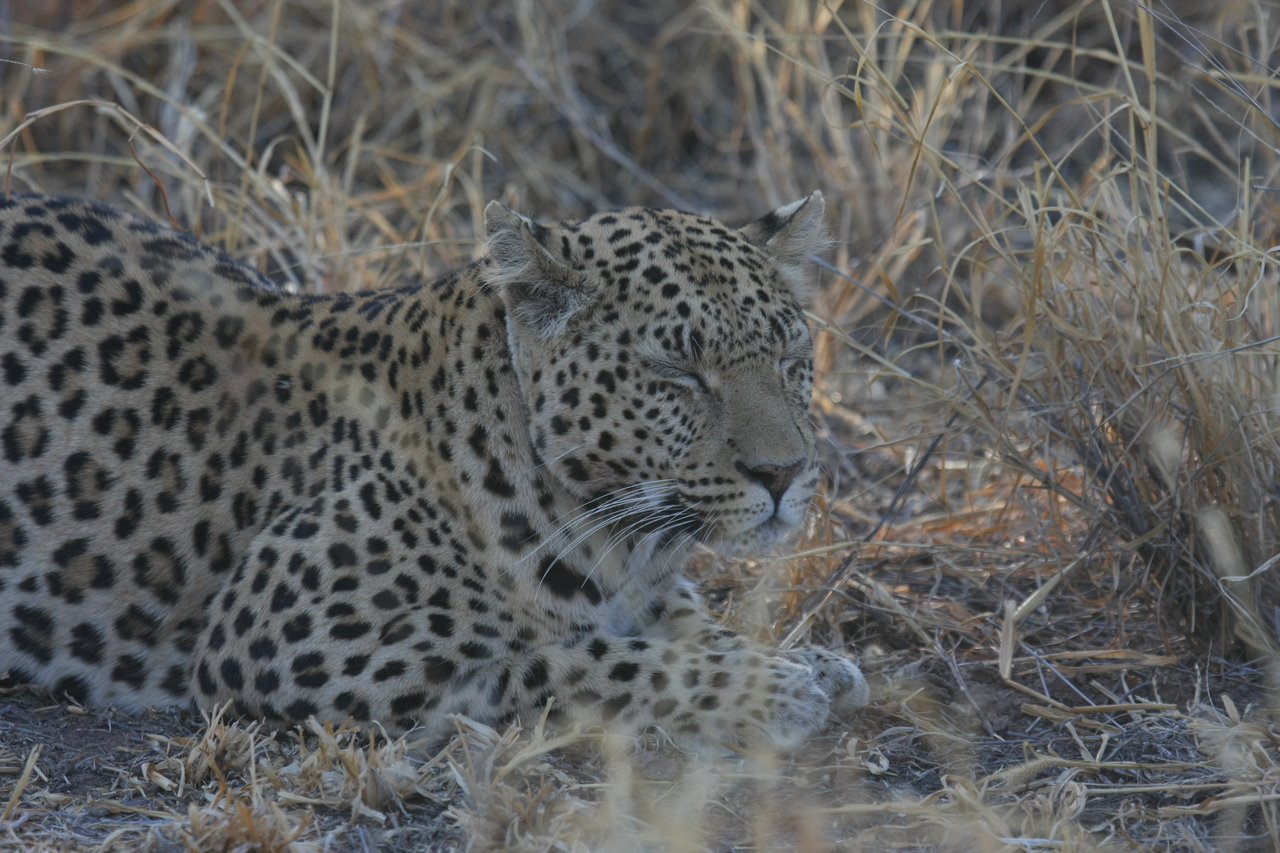 [2603] 2016_06_22_10_59_40_Africa_Canon_EOS_40D_IMG__00539.jpg