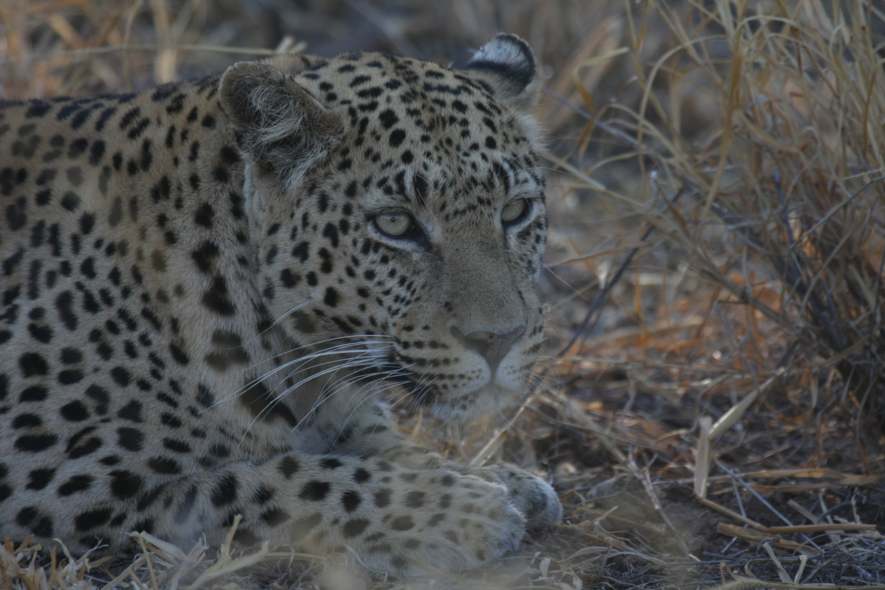 [2635] 2016_06_22_11_00_33_Africa_Canon_EOS_40D_IMG__00568.jpg