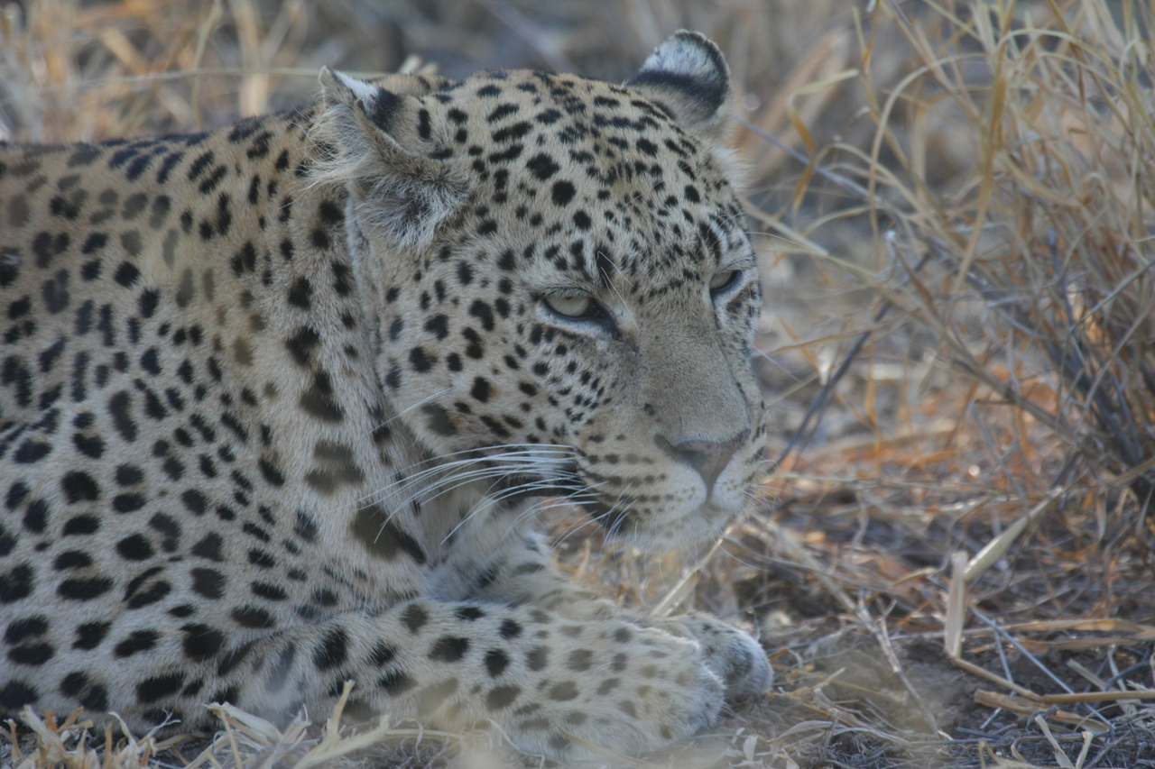 [2638] 2016_06_22_11_00_37_Africa_Canon_EOS_40D_IMG__00550.jpg