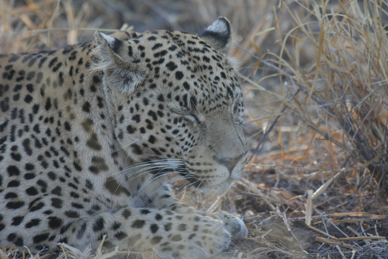 [2651] 2016_06_22_11_00_54_Africa_Canon_EOS_40D_IMG__08019.jpg