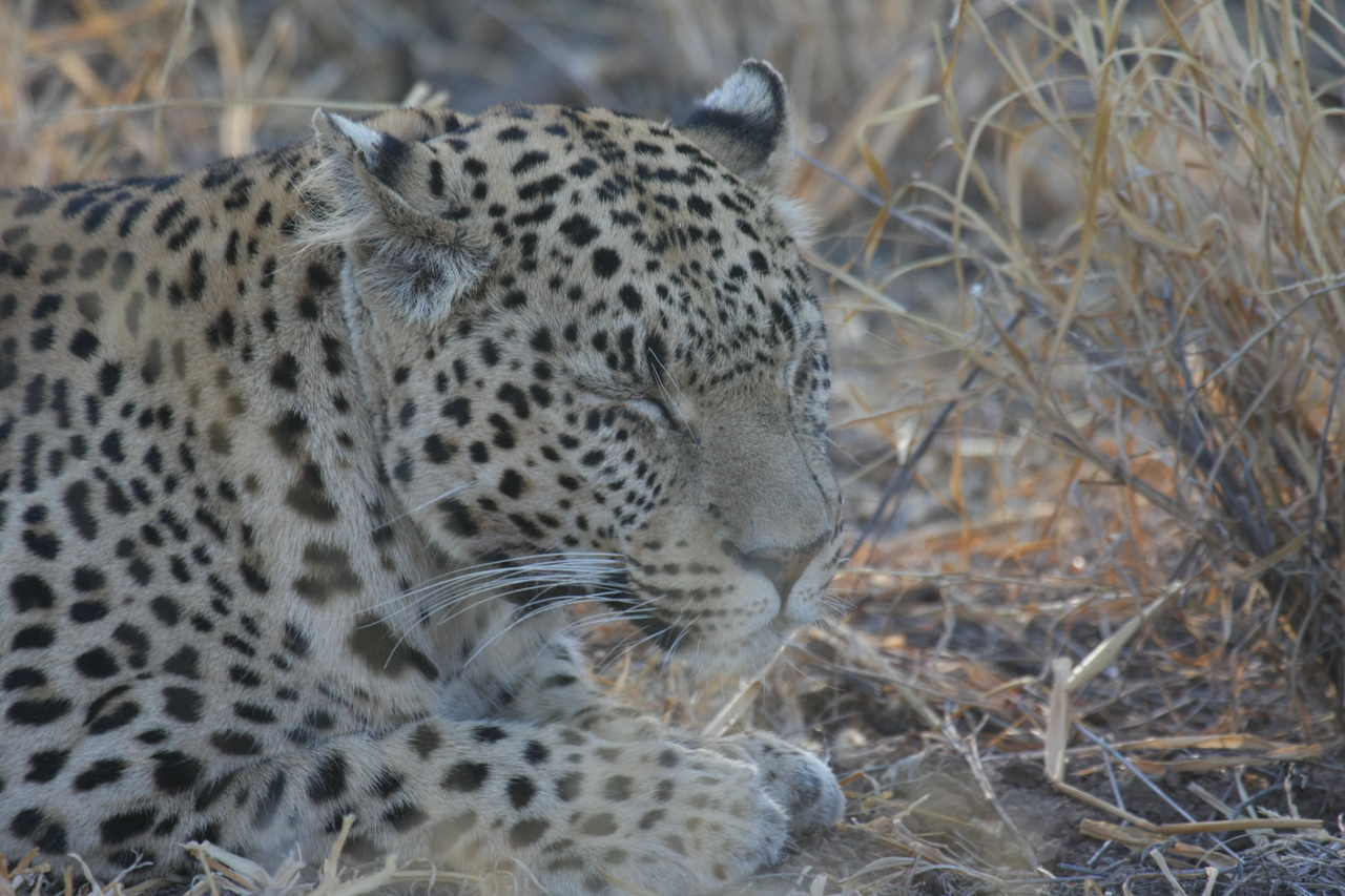 [2652] 2016_06_22_11_00_54_Africa_Canon_EOS_40D_IMG__08020.jpg