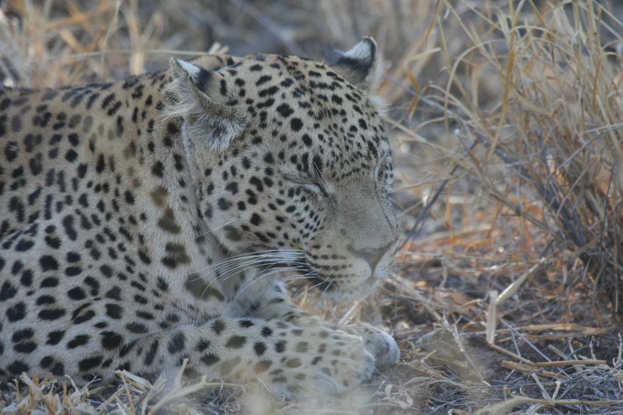 [2660] 2016_06_22_11_01_01_Africa_Canon_EOS_40D_IMG__08022.jpg