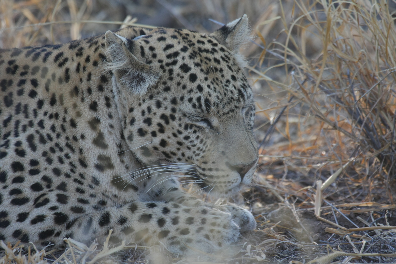 [2676] 2016_06_22_11_01_27_Africa_Canon_EOS_40D_IMG__08028.jpg