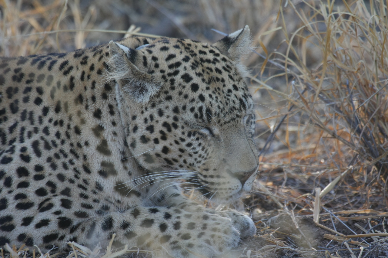 [2679] 2016_06_22_11_01_36_Africa_Canon_EOS_40D_IMG__08029.jpg