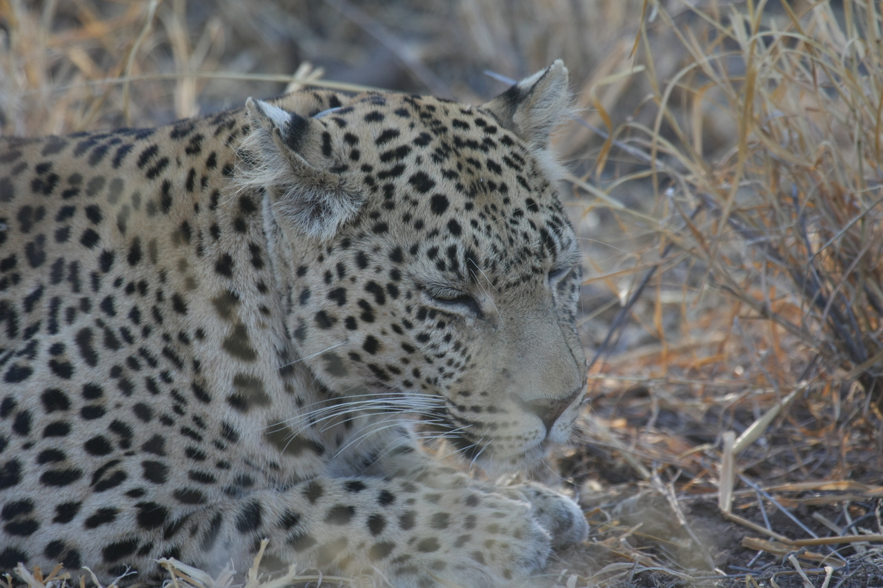 [2684] 2016_06_22_11_01_47_Africa_Canon_EOS_40D_IMG__08030.jpg