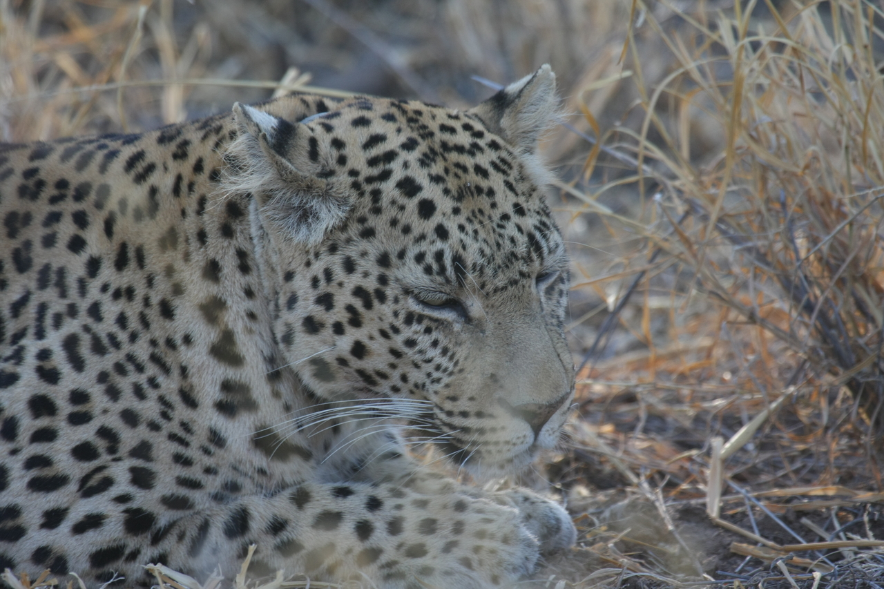 [2685] 2016_06_22_11_01_47_Africa_Canon_EOS_40D_IMG__08031.jpg