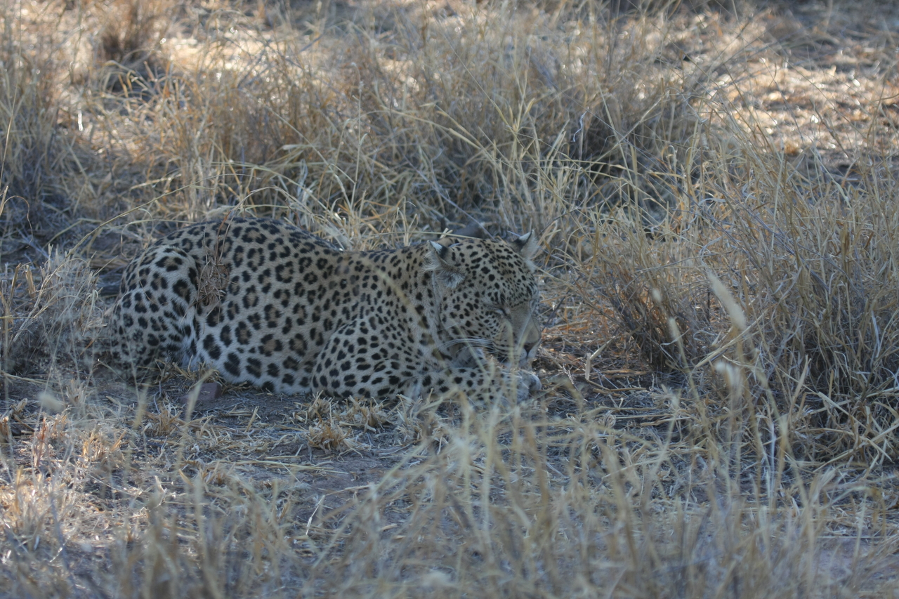 [2697] 2016_06_22_11_02_02_Africa_Canon_EOS_40D_IMG__08035.jpg