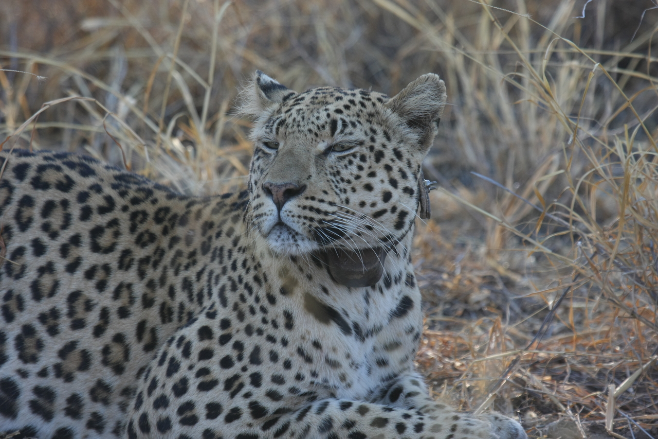 [2705] 2016_06_22_11_02_08_Africa_Canon_EOS_40D_IMG__08037.jpg