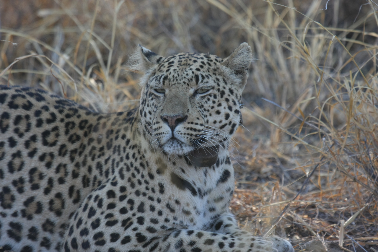 [2706] 2016_06_22_11_02_08_Africa_Canon_EOS_40D_IMG__08038.jpg