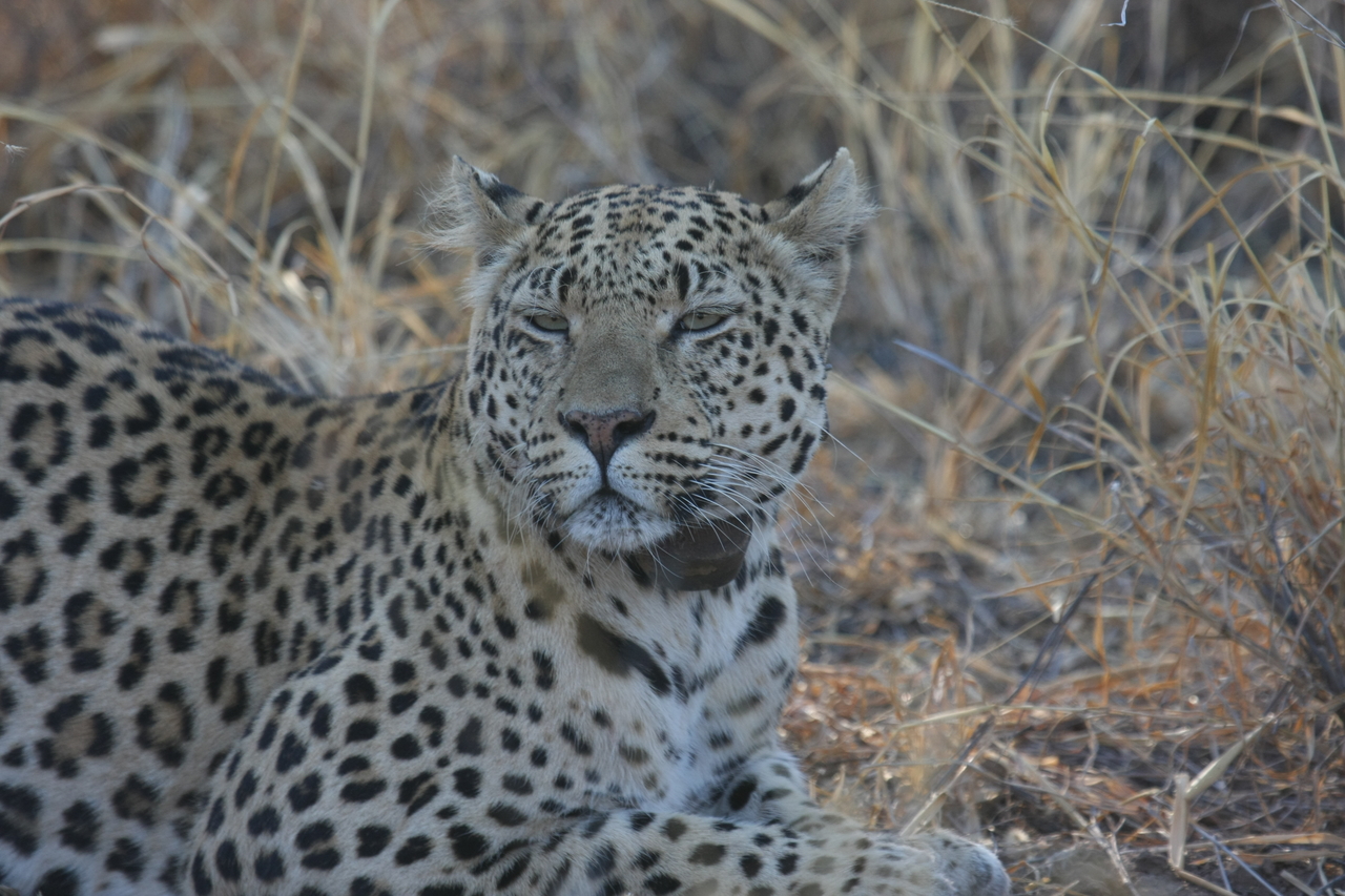 [2713] 2016_06_22_11_02_09_Africa_Canon_EOS_40D_IMG__08039.jpg
