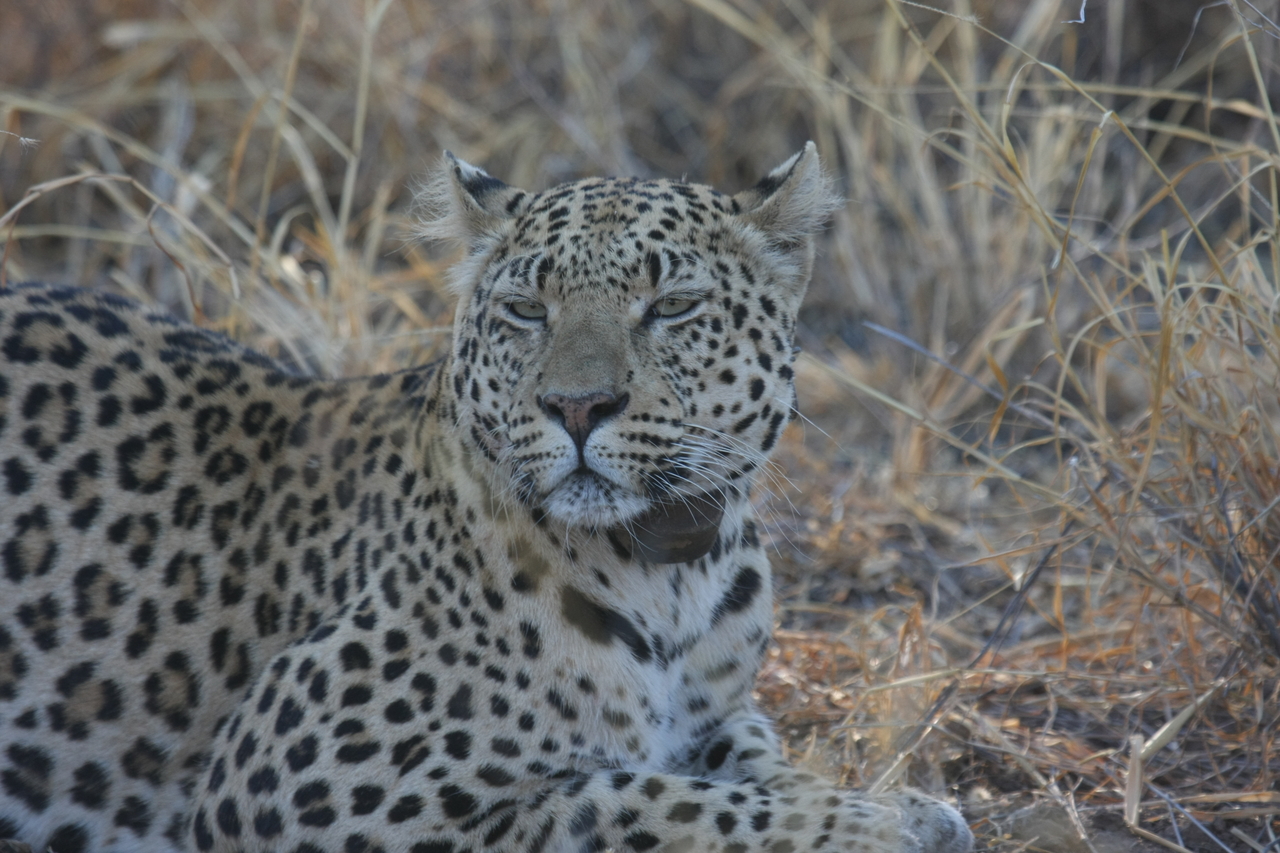 [2715] 2016_06_22_11_02_09_Africa_Canon_EOS_40D_IMG__08041.jpg