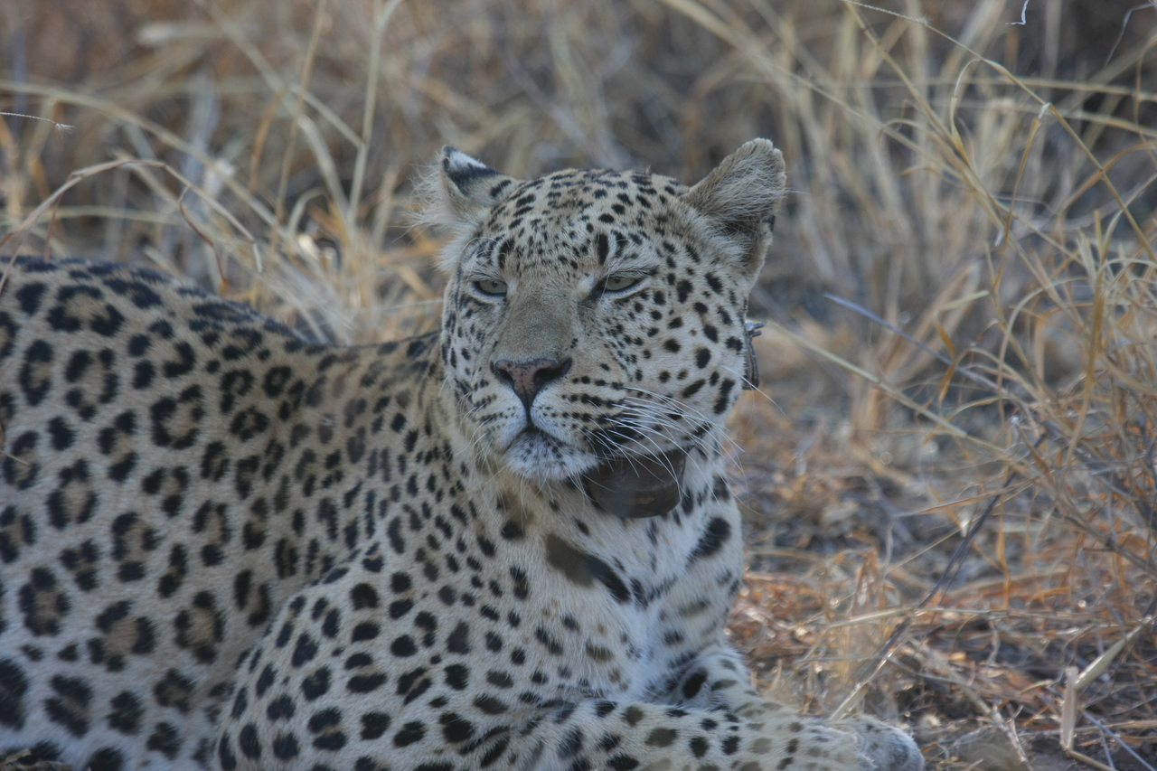 [2718] 2016_06_22_11_02_12_Africa_Canon_EOS_40D_IMG__08042.jpg