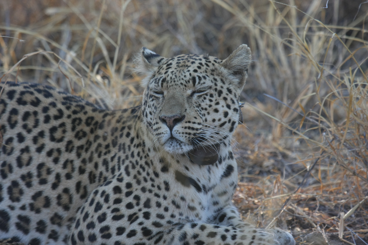 [2721] 2016_06_22_11_02_13_Africa_Canon_EOS_40D_IMG__08043.jpg