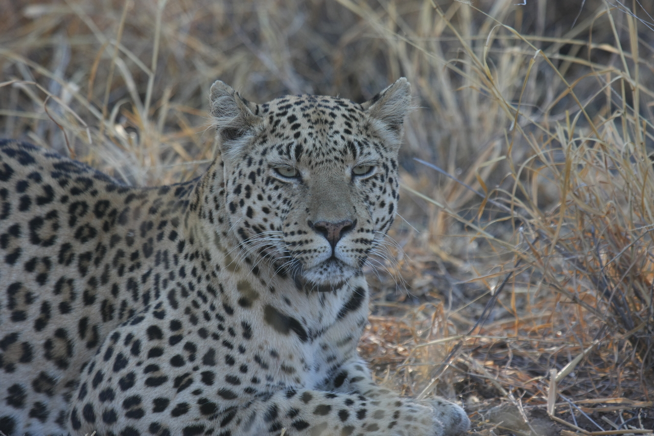 [2727] 2016_06_22_11_02_15_Africa_Canon_EOS_40D_IMG__08045.jpg