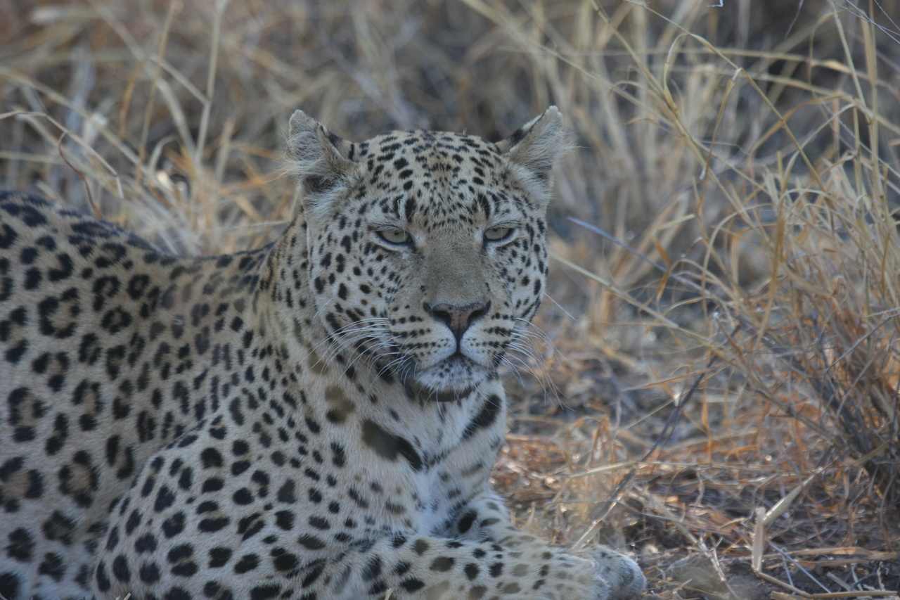 [2730] 2016_06_22_11_02_16_Africa_Canon_EOS_40D_IMG__08046.jpg