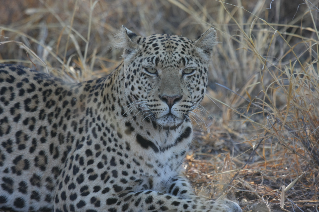 [2733] 2016_06_22_11_02_17_Africa_Canon_EOS_40D_IMG__08047.jpg