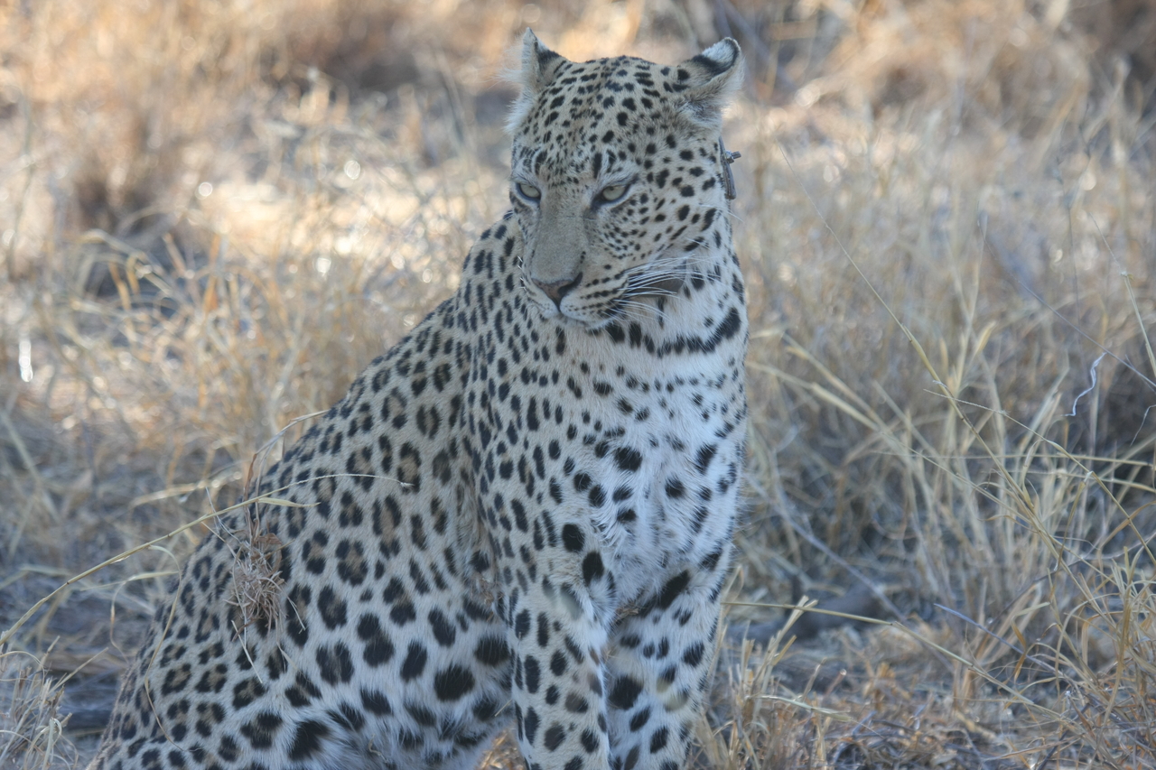 [2735] 2016_06_22_11_02_21_Africa_Canon_EOS_40D_IMG__00601.jpg
