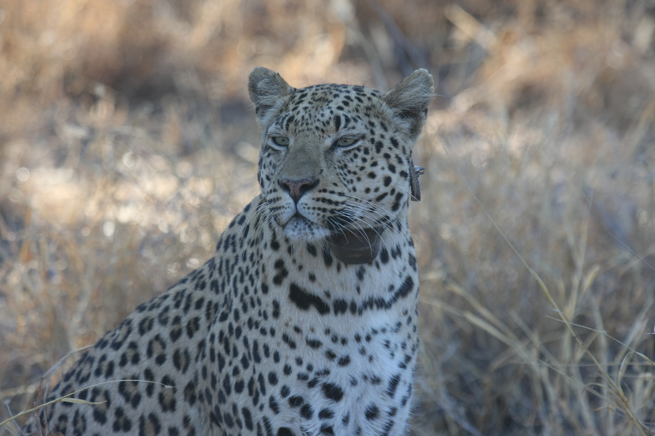 [2766] 2016_06_22_11_02_39_Africa_Canon_EOS_40D_IMG__08056.jpg