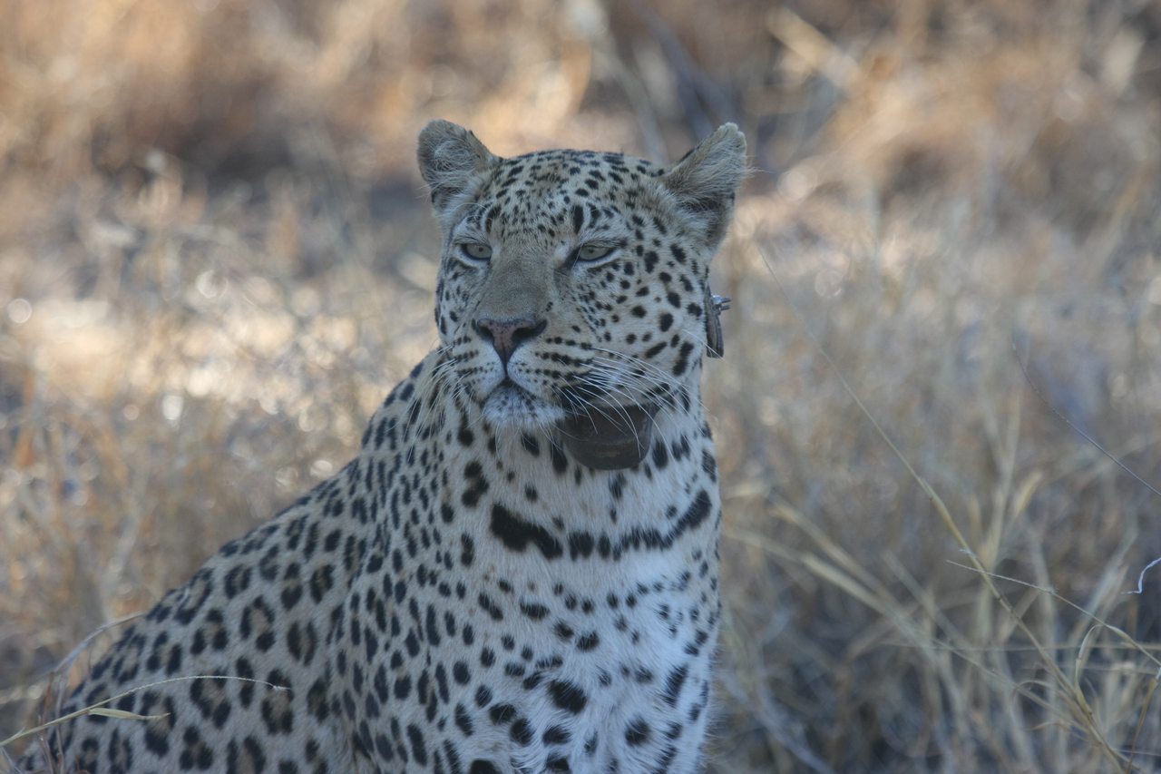 [2767] 2016_06_22_11_02_39_Africa_Canon_EOS_40D_IMG__08057.jpg