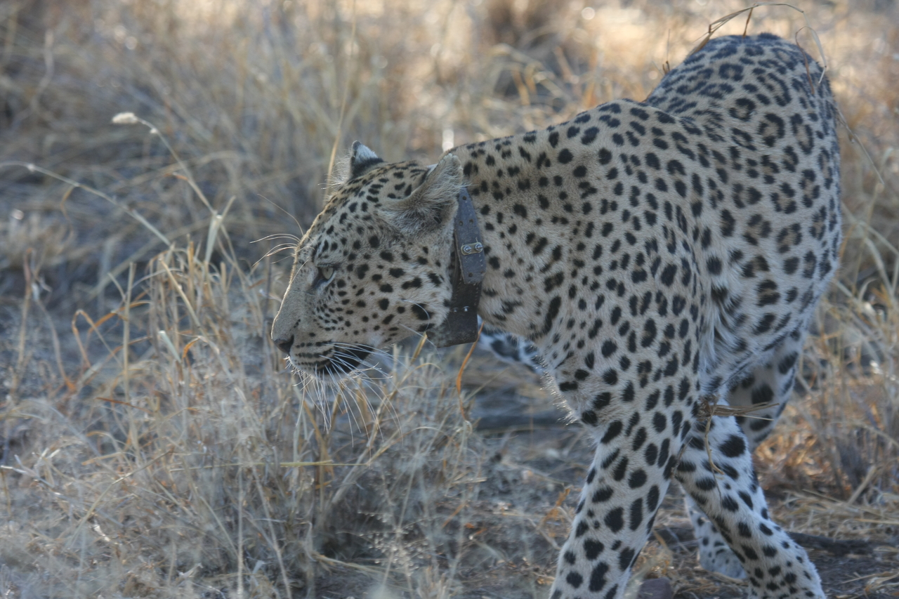 [2771] 2016_06_22_11_02_42_Africa_Canon_EOS_40D_IMG__08059.jpg