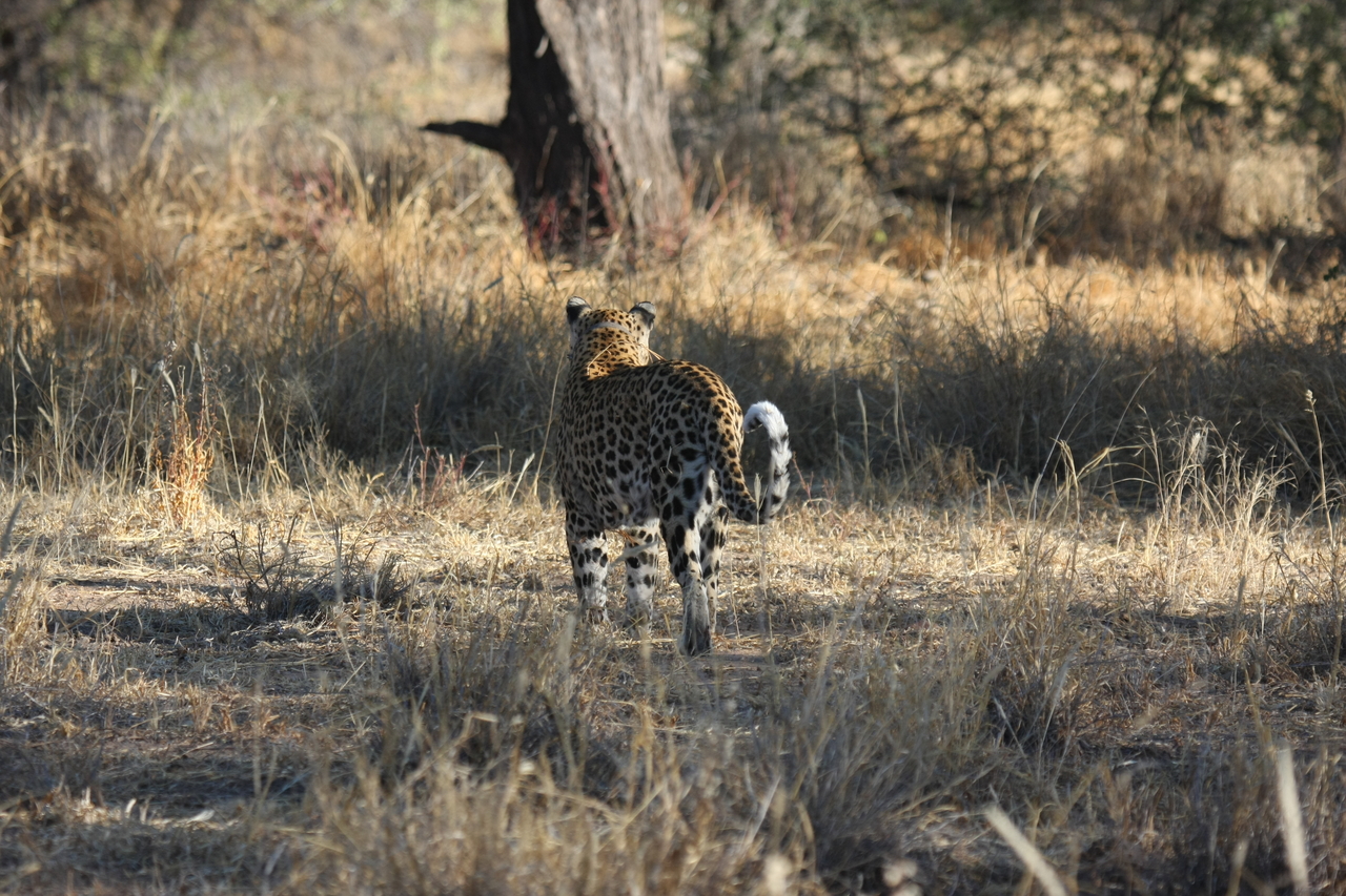[2825] 2016_06_22_11_03_35_Africa_Canon_EOS_40D_IMG__00629.jpg