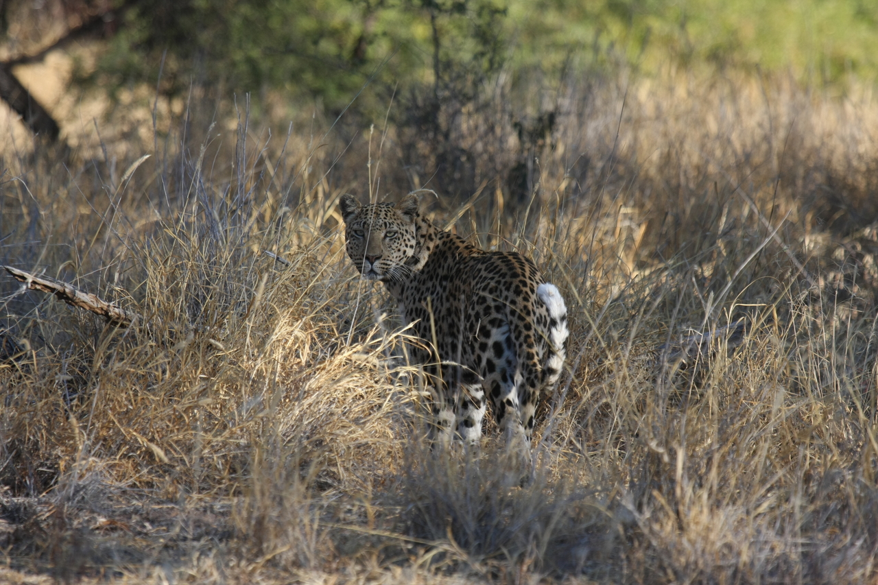 [2859] 2016_06_22_11_04_05_Africa_Canon_EOS_40D_IMG__08087.jpg