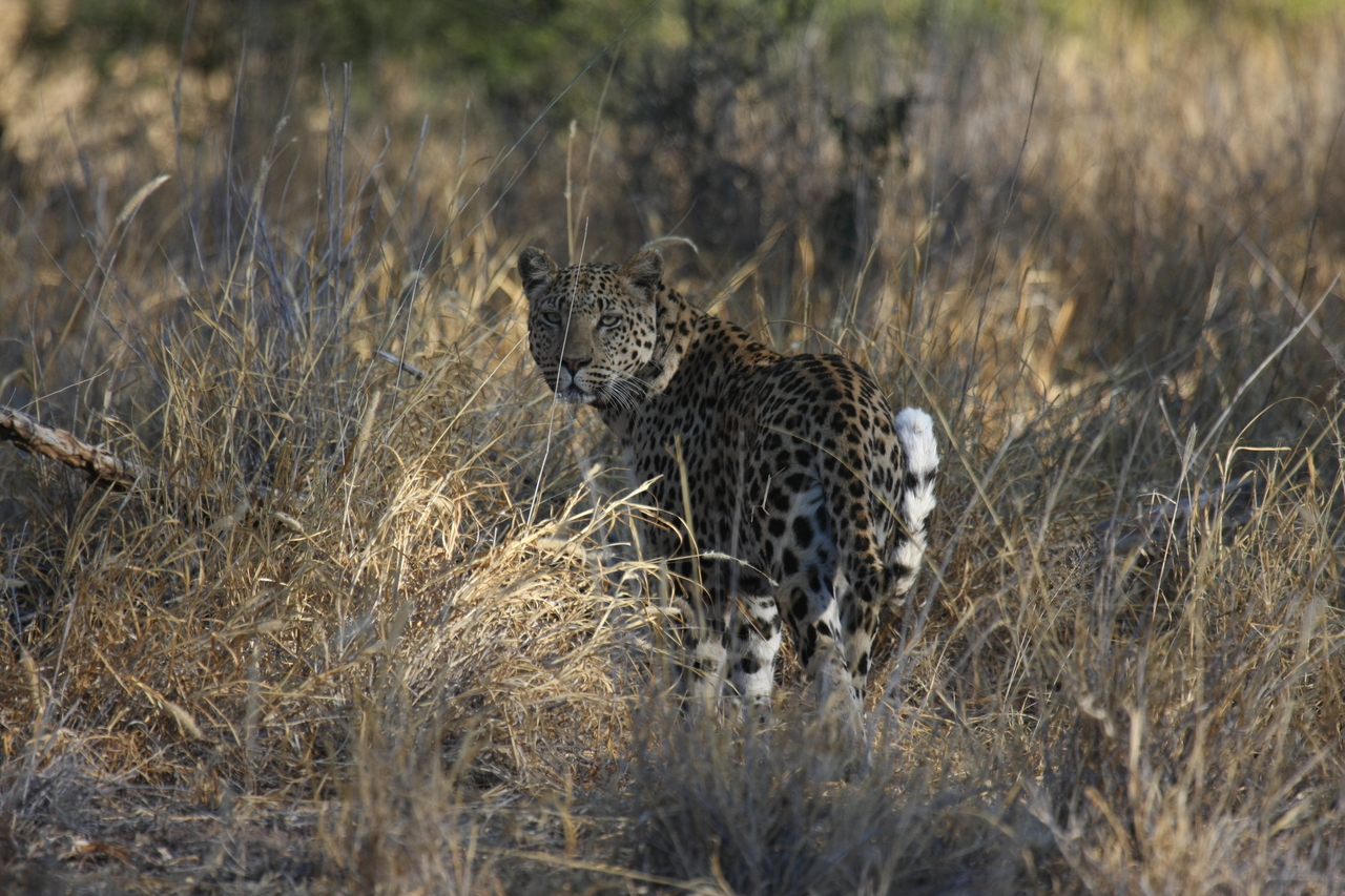 [2861] 2016_06_22_11_04_10_Africa_Canon_EOS_40D_IMG__00623.jpg