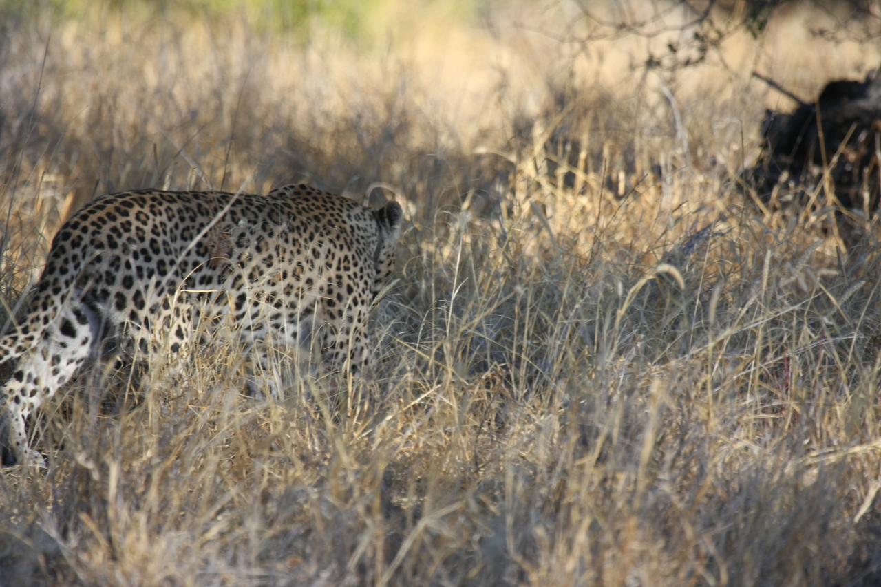 [2880] 2016_06_22_11_04_15_Africa_Canon_EOS_40D_IMG__08094.jpg