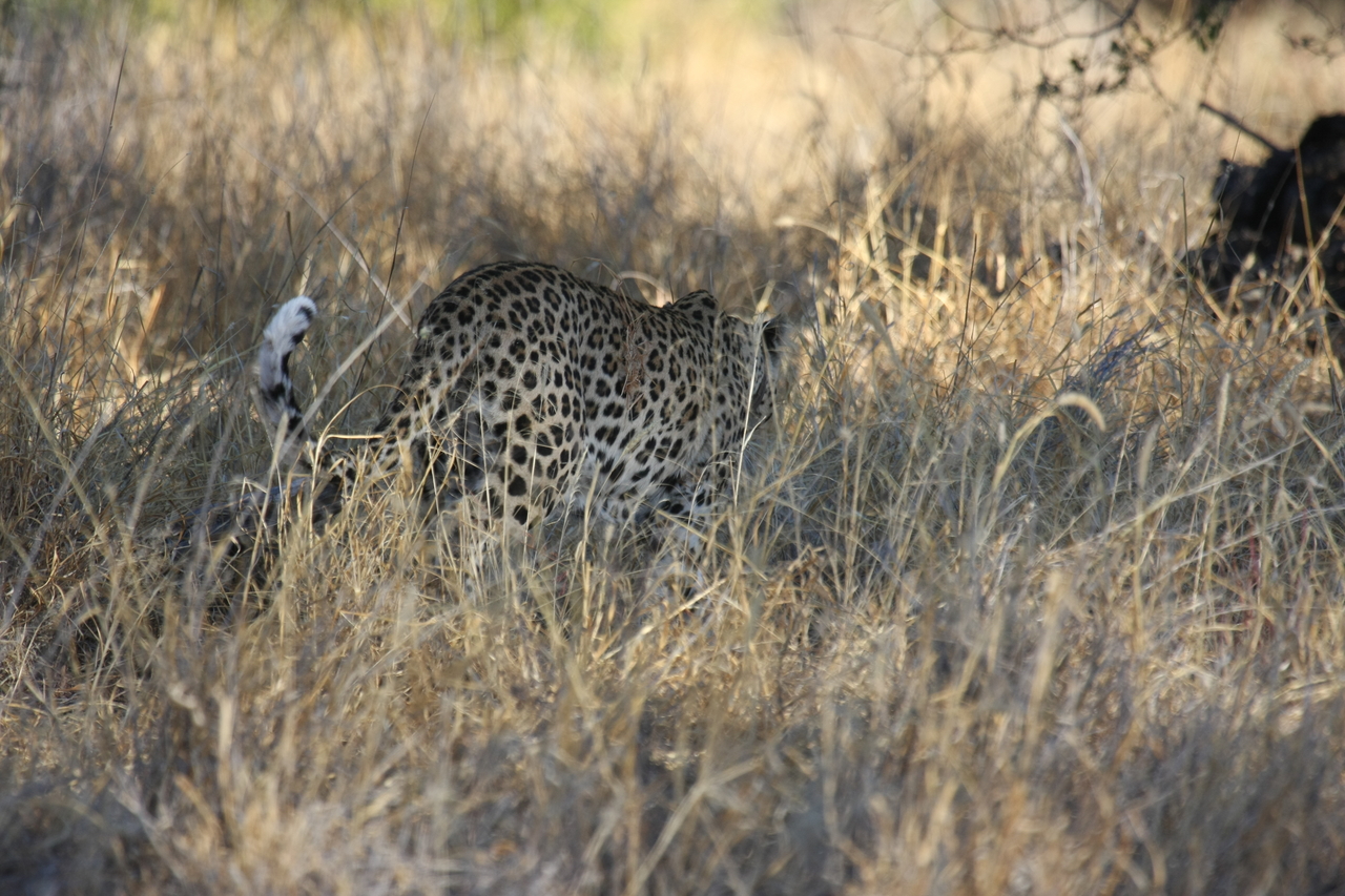 [2883] 2016_06_22_11_04_16_Africa_Canon_EOS_40D_IMG__08095.jpg