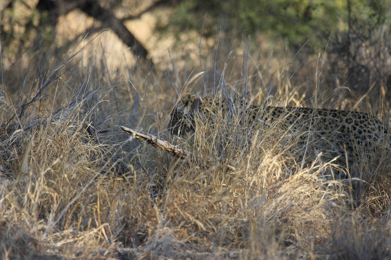 [2889] 2016_06_22_11_04_23_Africa_Canon_EOS_40D_IMG__08097.jpg